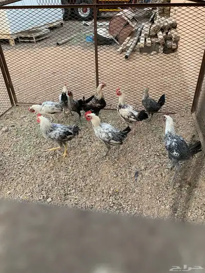 للبيع ديوك فيومي index