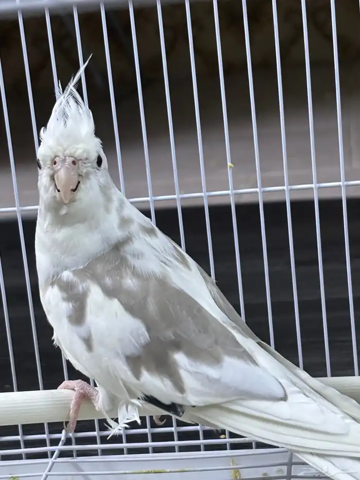 كروان هولندي 1