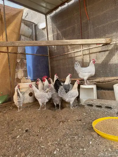 دجاج فيومي index