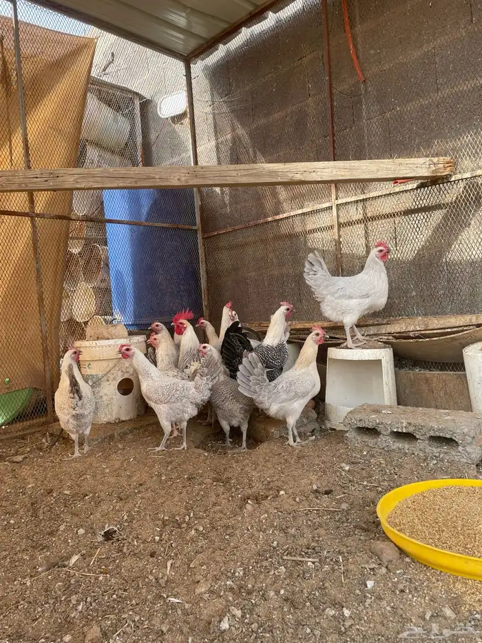 دجاج فيومي 0