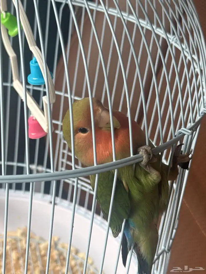 طيور روز للبيع ع السوم 3