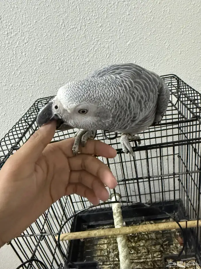 فرخ كاكسو اليف وهدد 0