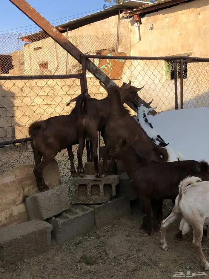 تيوس نظيفه مشروطه من كل عذروب 3