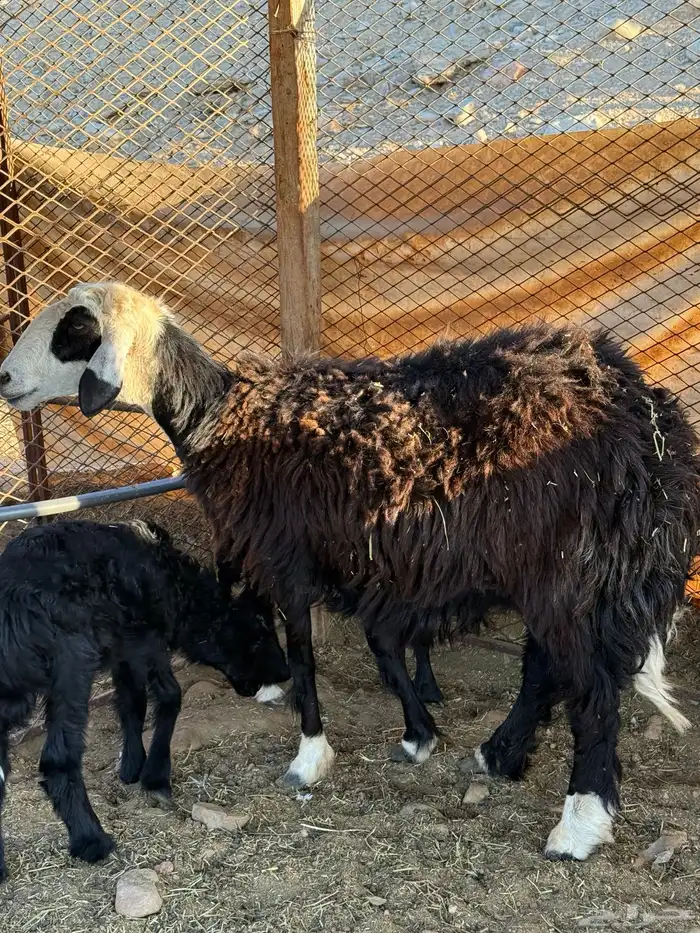 نعجه نجديه والد 0