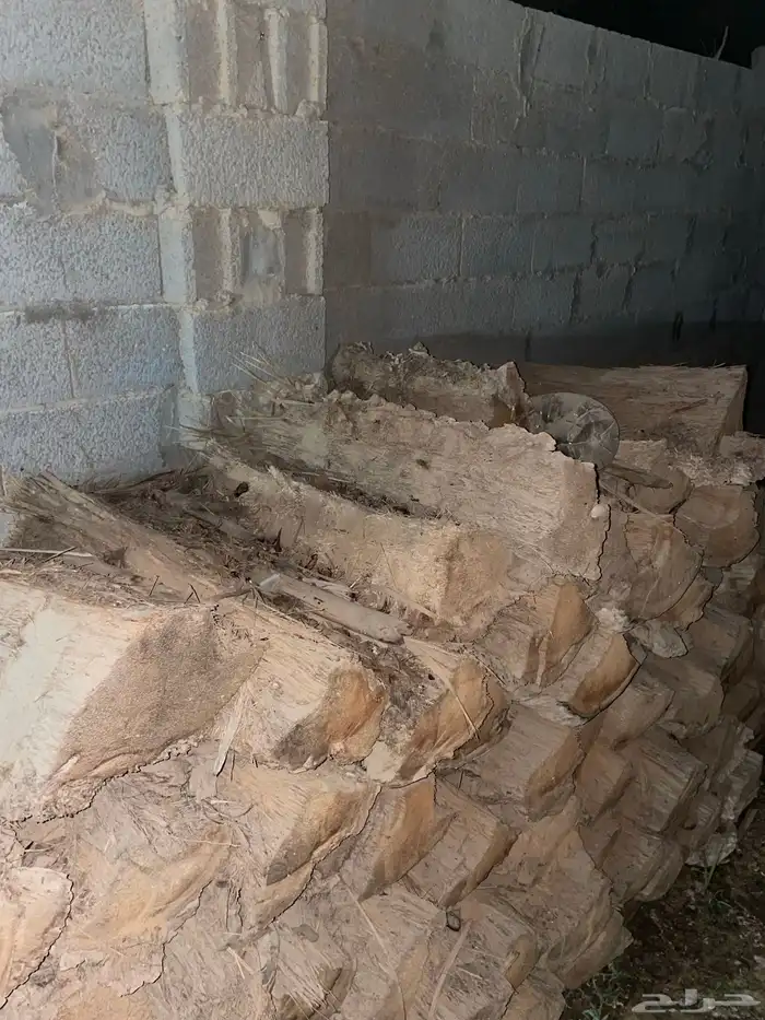 للبيع جذوع نخل 1