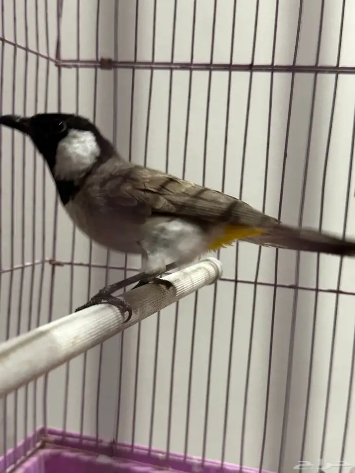 بلبل بلابل عراقي ابيض الخدين 6