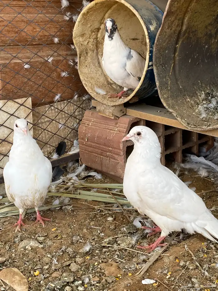 حمام للبيع 1