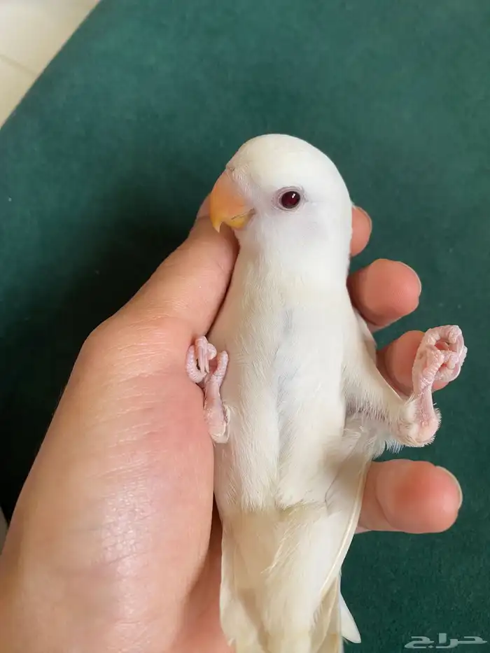 فروخ روز اليفه 0