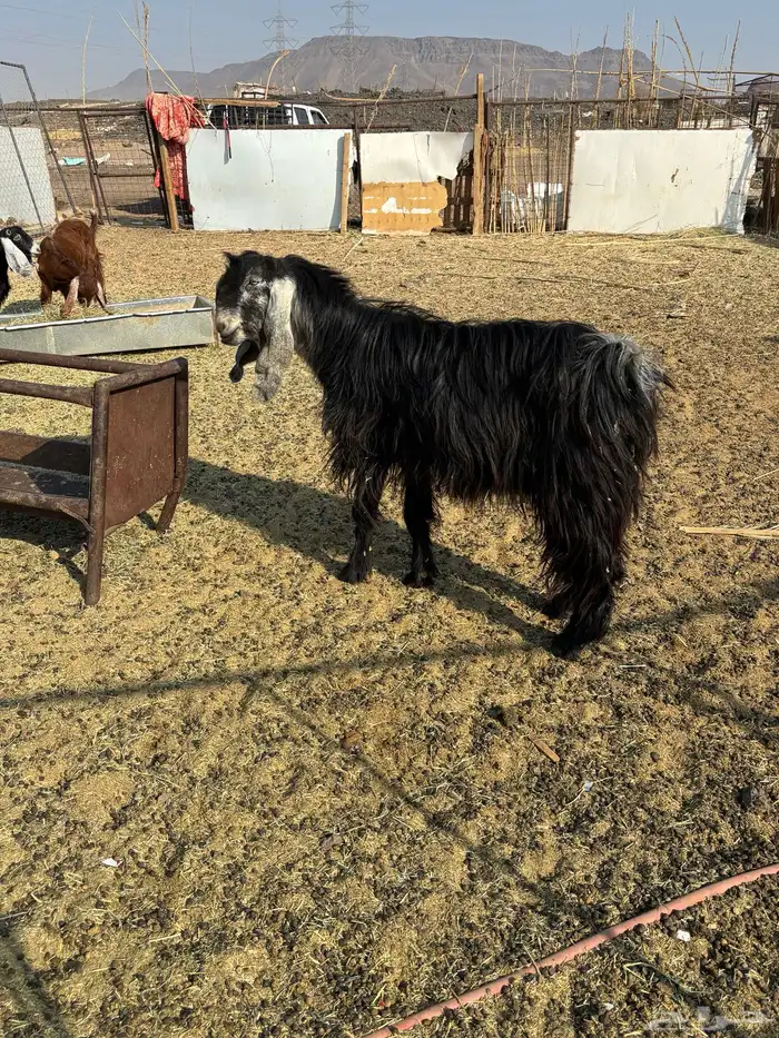 فحل عارضي أجم  مشروط 1