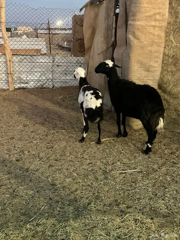 ثنتين حيل حمايس 3