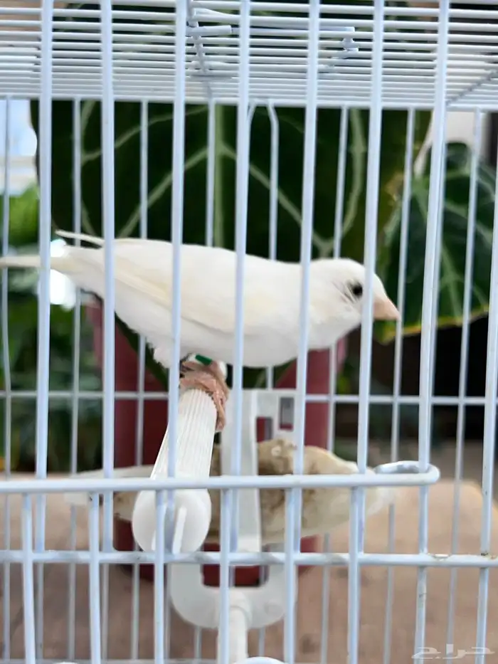 انثى كناري 11