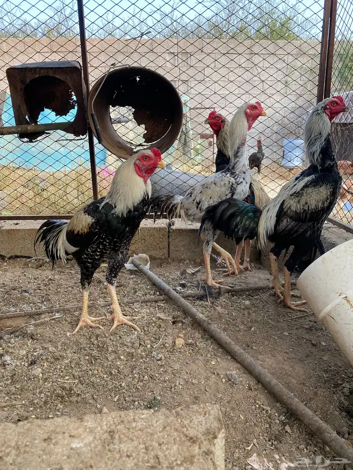 دجاج باكستاني 5