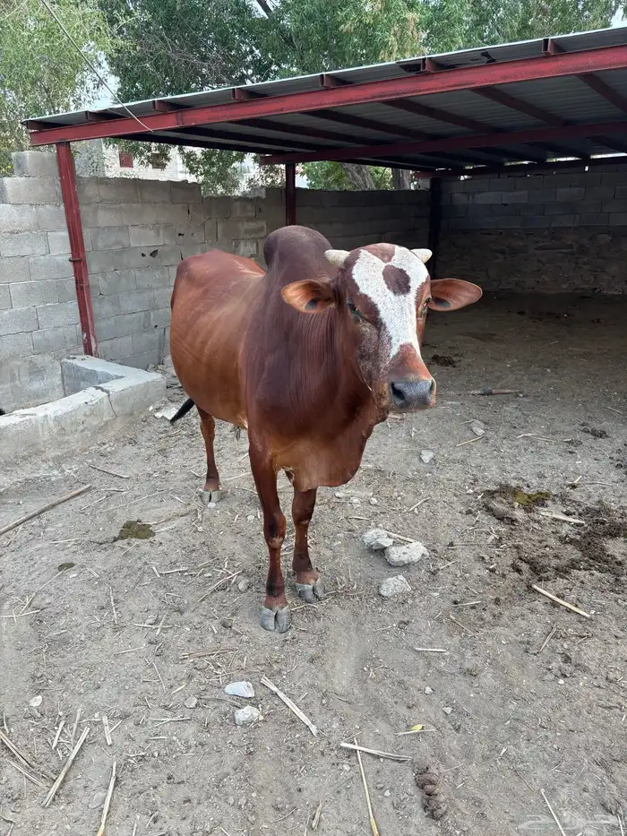 ثور فحل ادهم 0