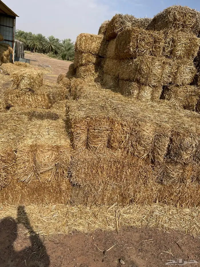 كوم تبن شعير حول الميه حويل 0