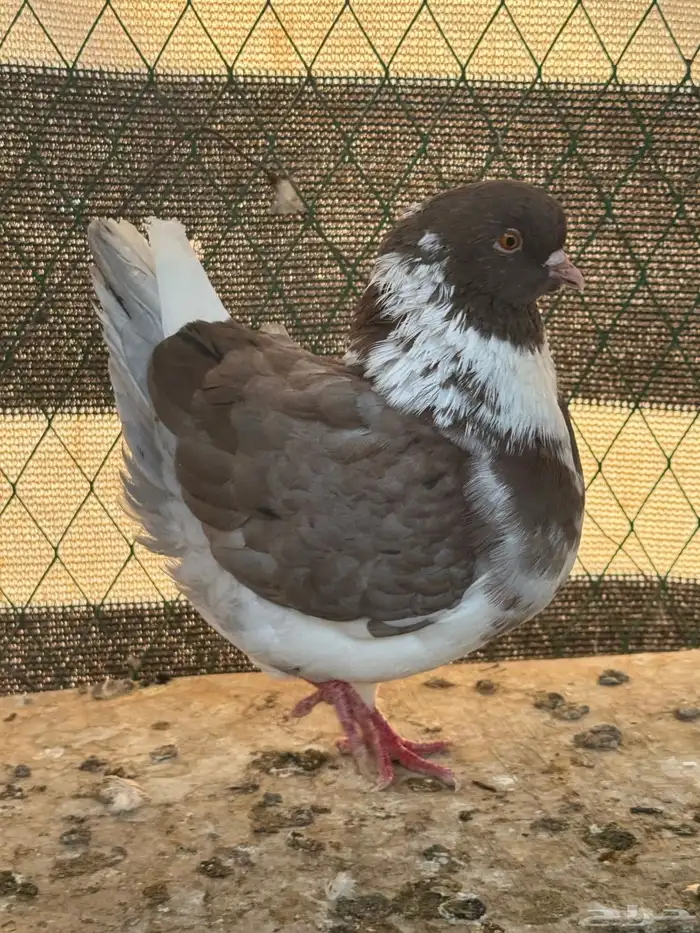 حمام كنق عدد 10 اجواز 6