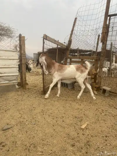 جفرة للبيع index