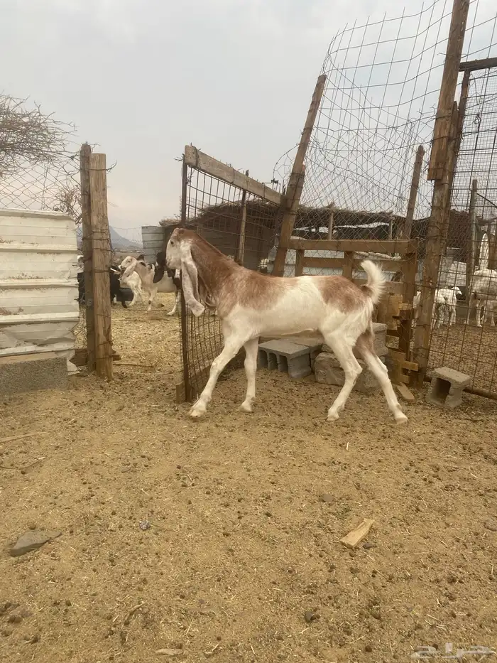 جفرة للبيع 4