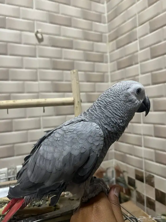 ببغاء كاسكو 4