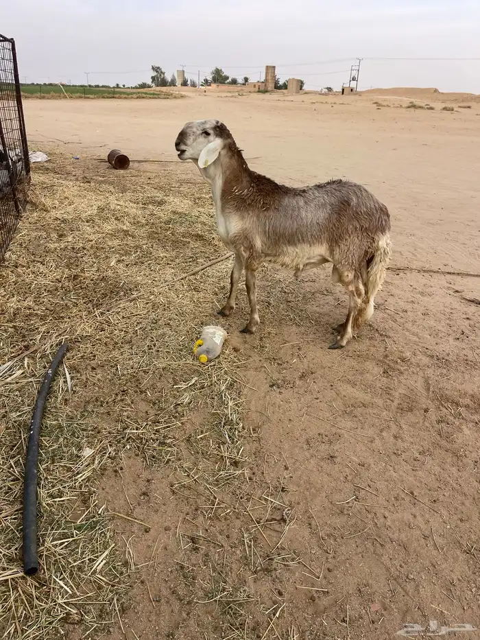 خروف ساكني الي بيذبح او يفحل 0