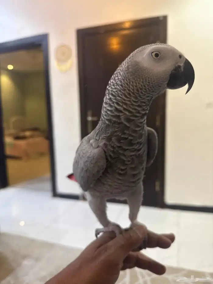 ببغا كاسكو اليف ومتكلم 1