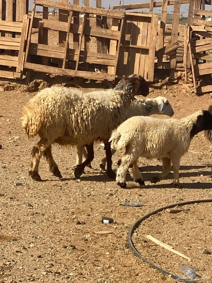 نعاج نعيم و2 نجد مولد منها 4 والباقي مضاريع 1