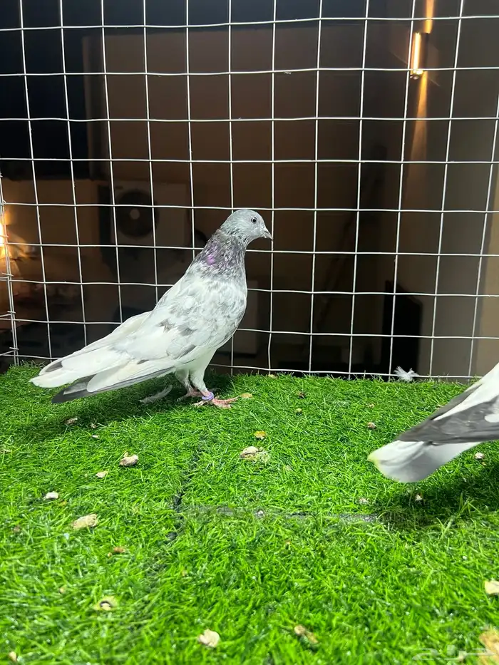 زوج باكستاني شت والا 3