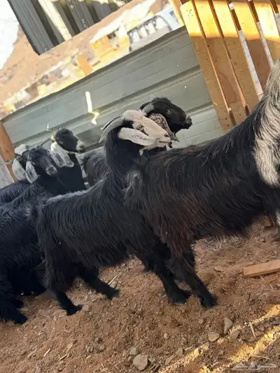 تيوس ذبائح index