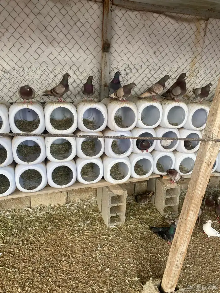 حمام فرنسي سلفر 3