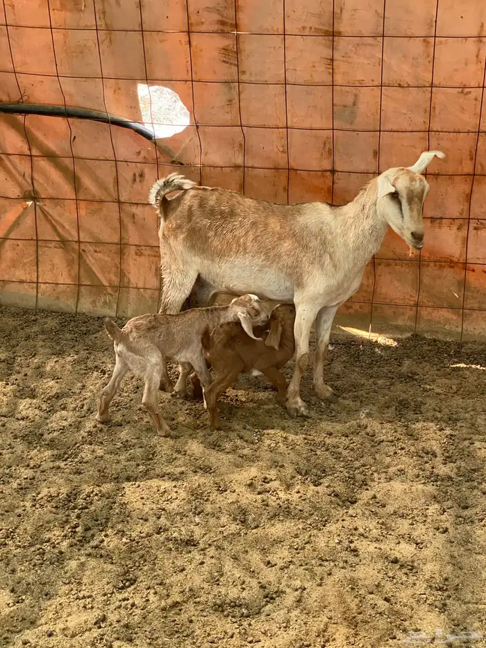 عنز متوم وجذعه مهجنه 3