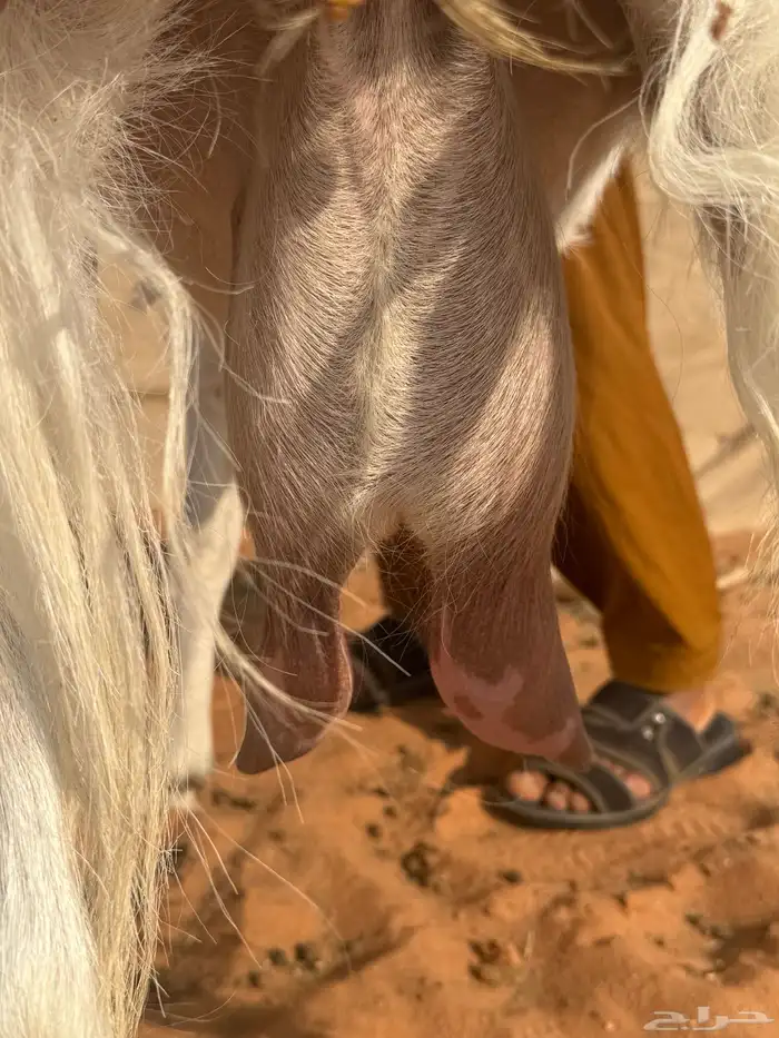 عنز مطوره حاصب 4