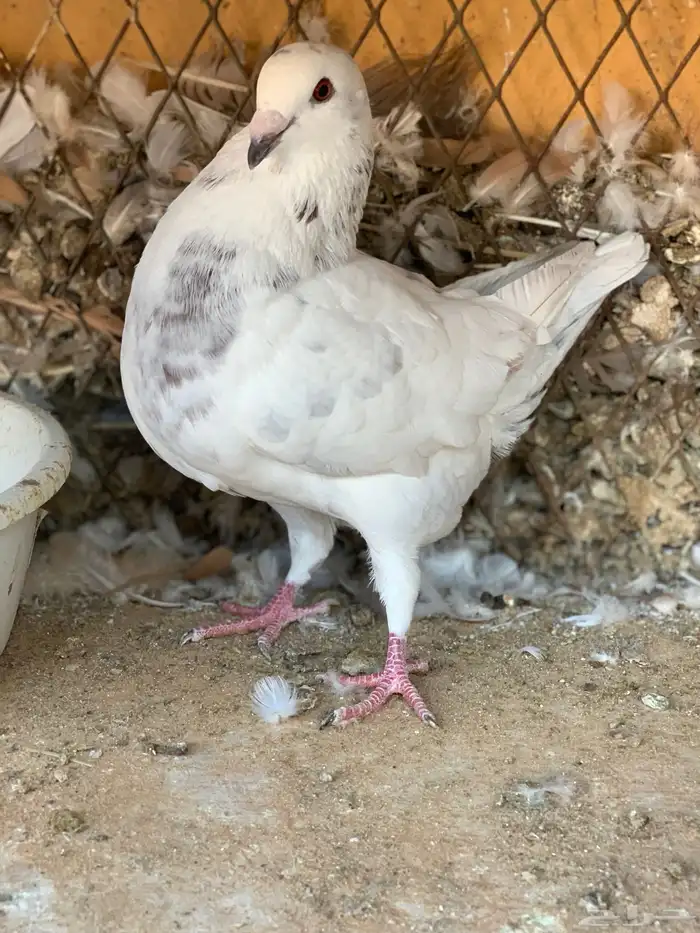 طبة كنق على هومر باقي له 4 ريشات 8