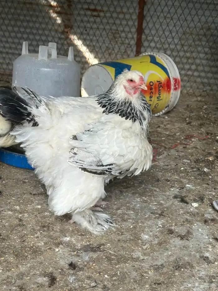 دجاجه براهما كولمبي 2