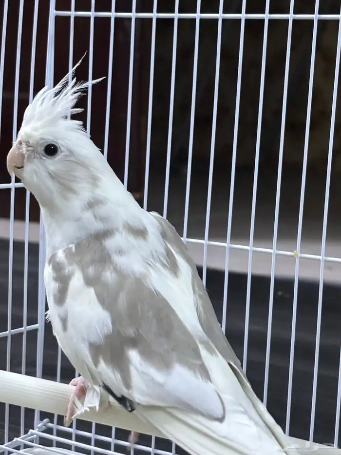 كروان هولندي 3