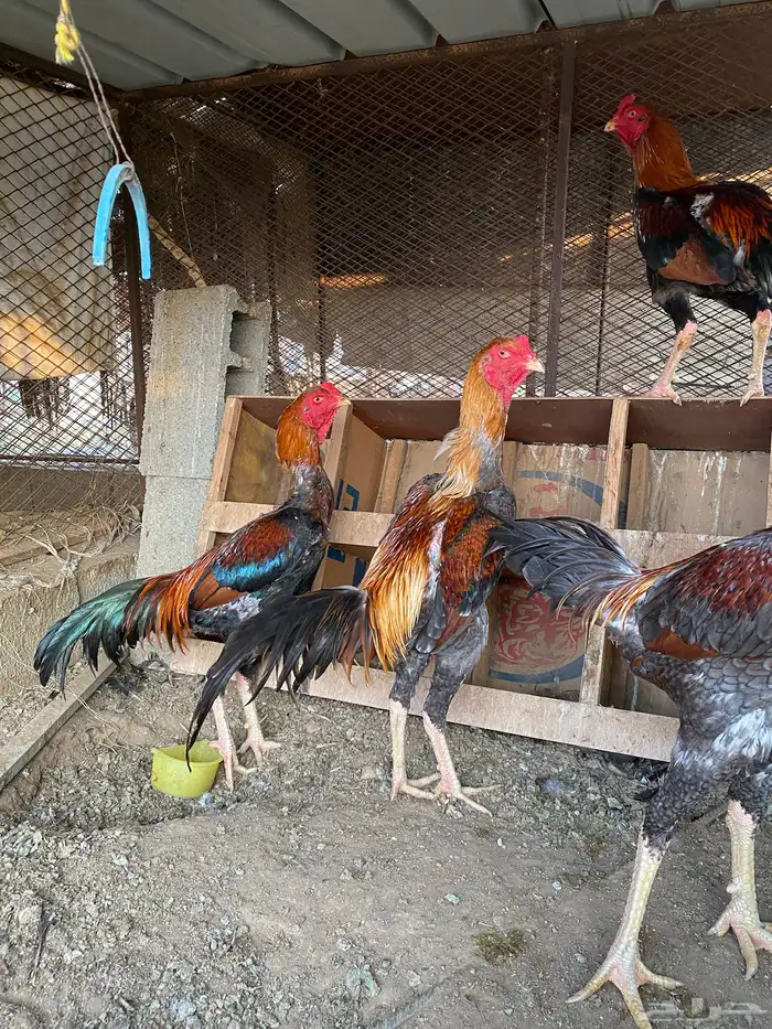 دجاج للببع 3