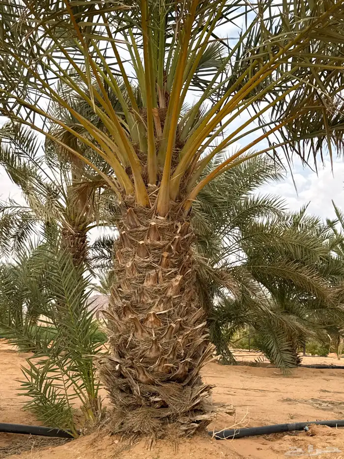 نخل للبيع النوع حلوه الاطوال من 2 متر الى 4متر العدد 15 0