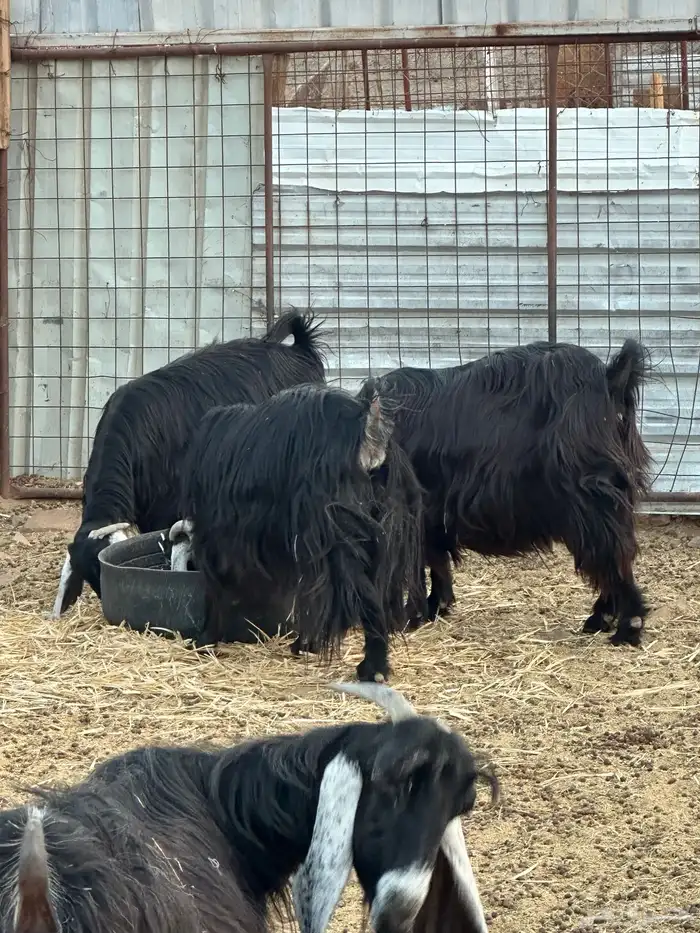 معزى عارضيه 9