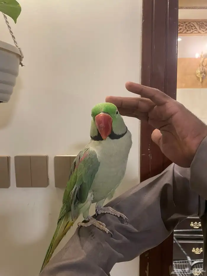 ذكر درة نيبالي 1