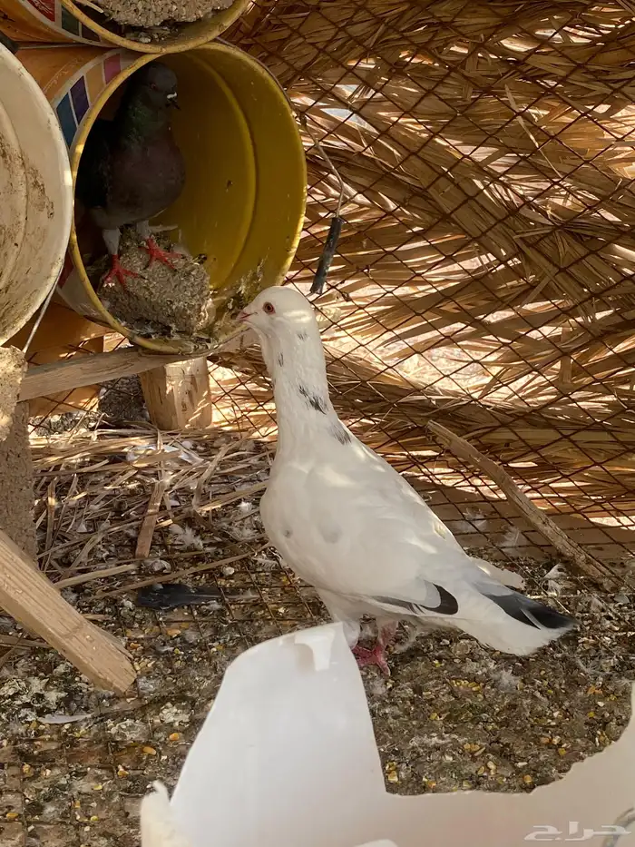 للبيع ذكر ريحاني وأنثى كنق 5