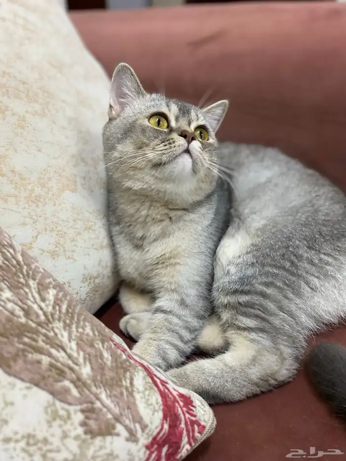 قط للتبني موقت 0