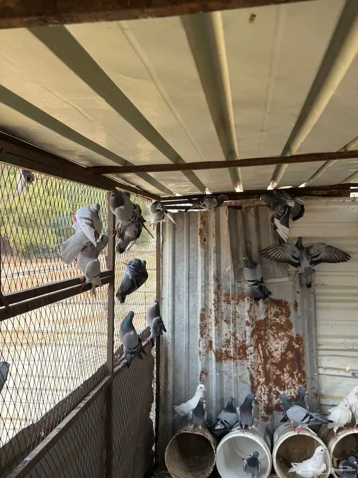 حمام للبيع 2