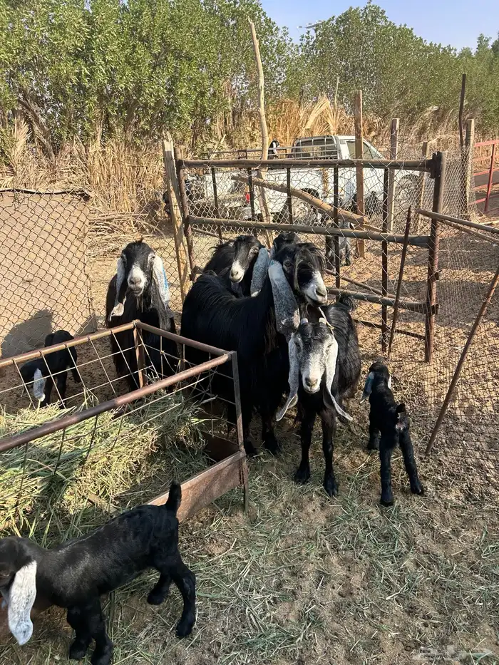 معزا متابيع 6 يتبعها9 1