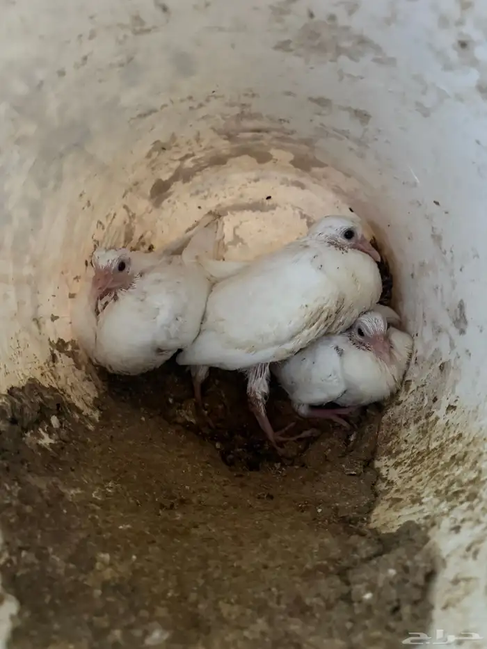 فراخة فرنسي سلفر وابيض وزاجل 0