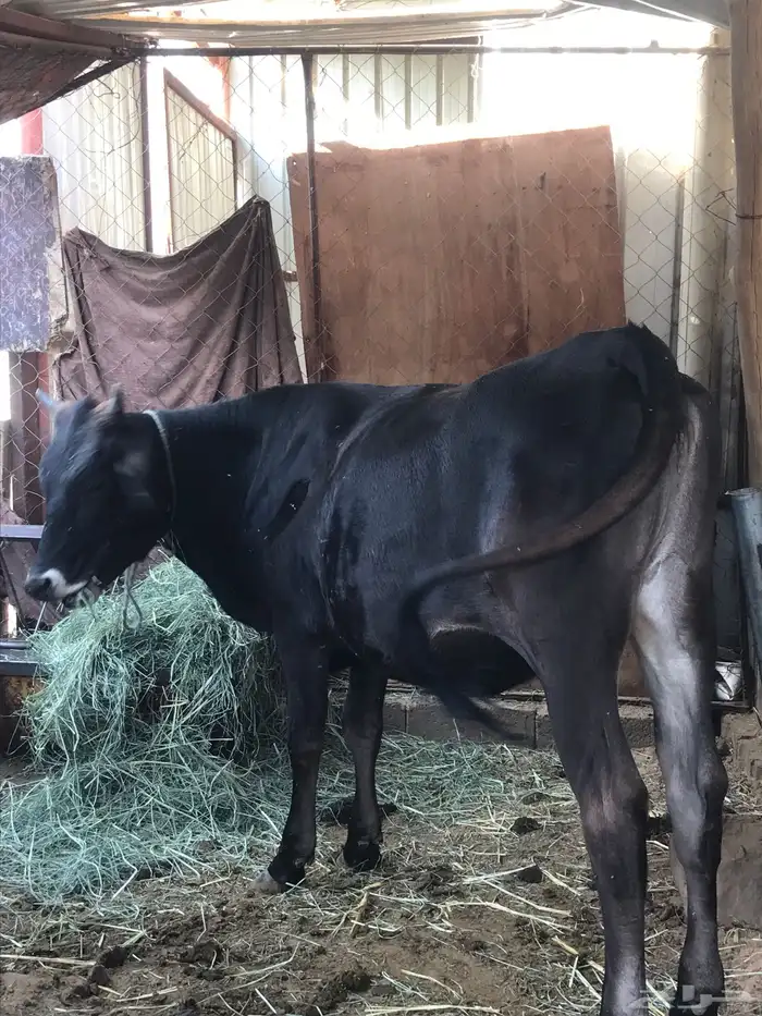 عجله سليمه من جميع الامراض 2