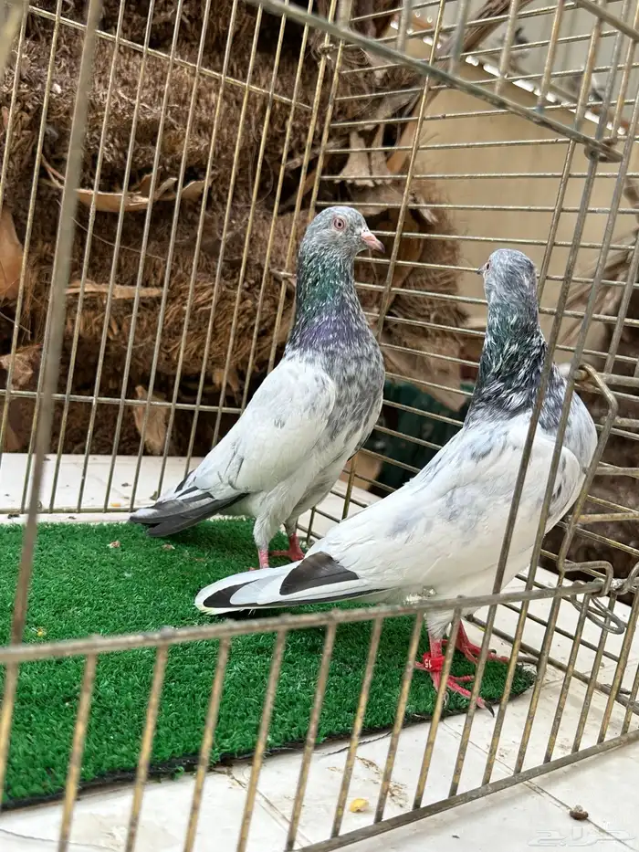 حمام باكستاني 22