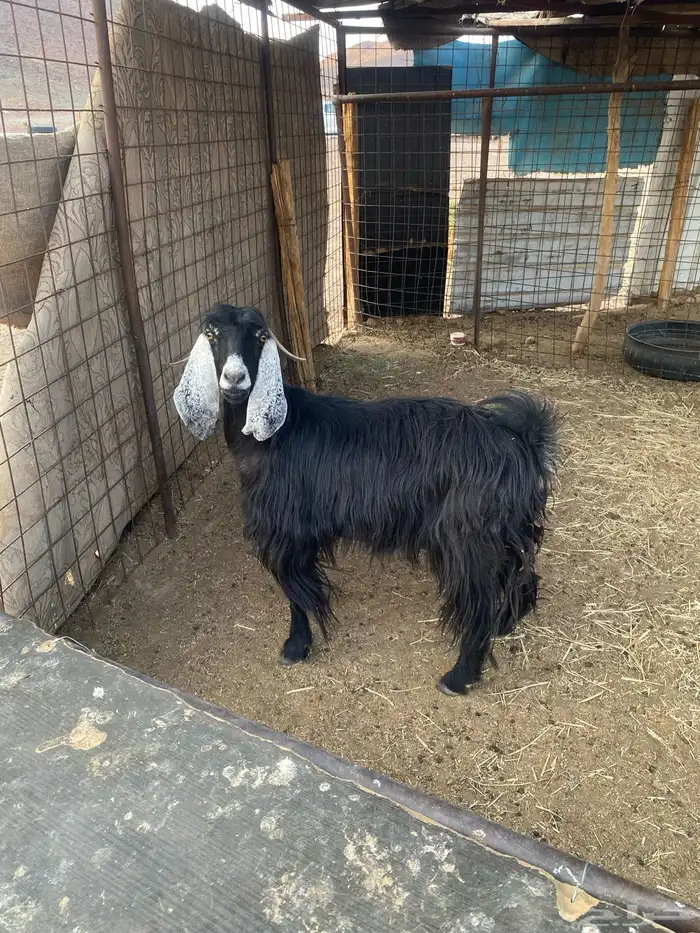 عنز للبيع مضرع 2