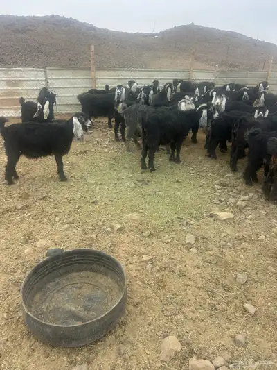 معزا للبيع index