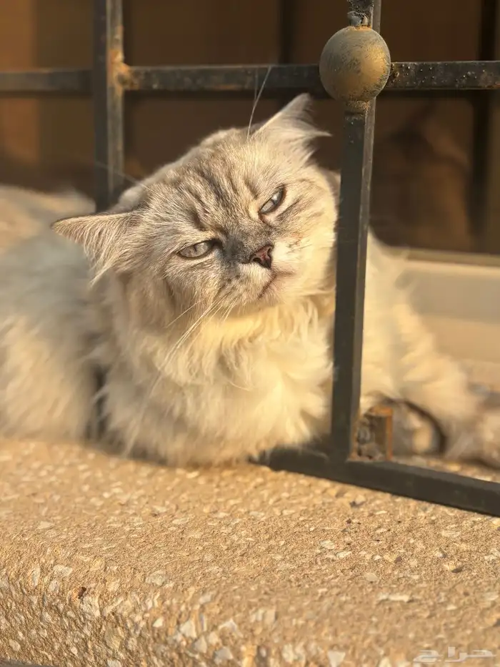 قطط ذكر و 2 انثى للتبني كلهم 4