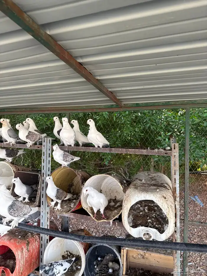 حمام حب رمان 0