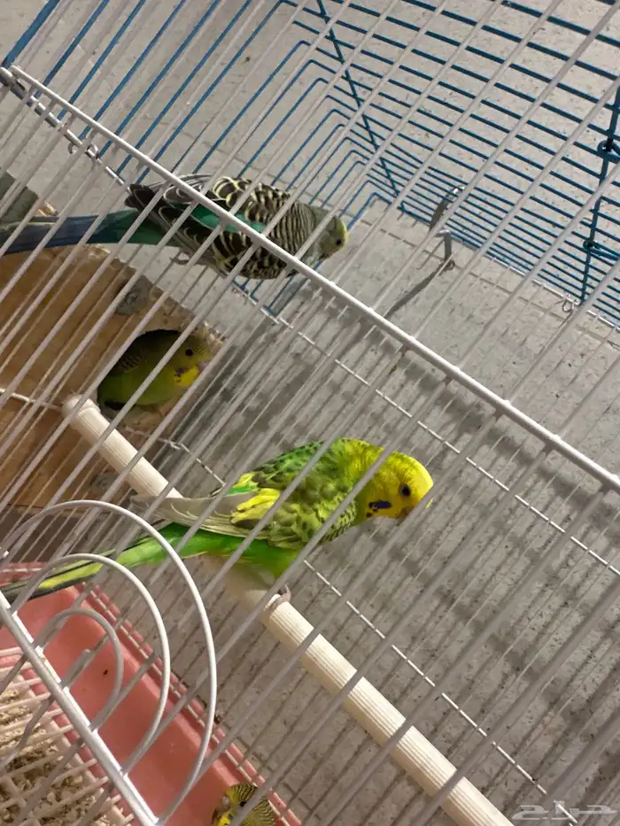 طيور بادجي 5