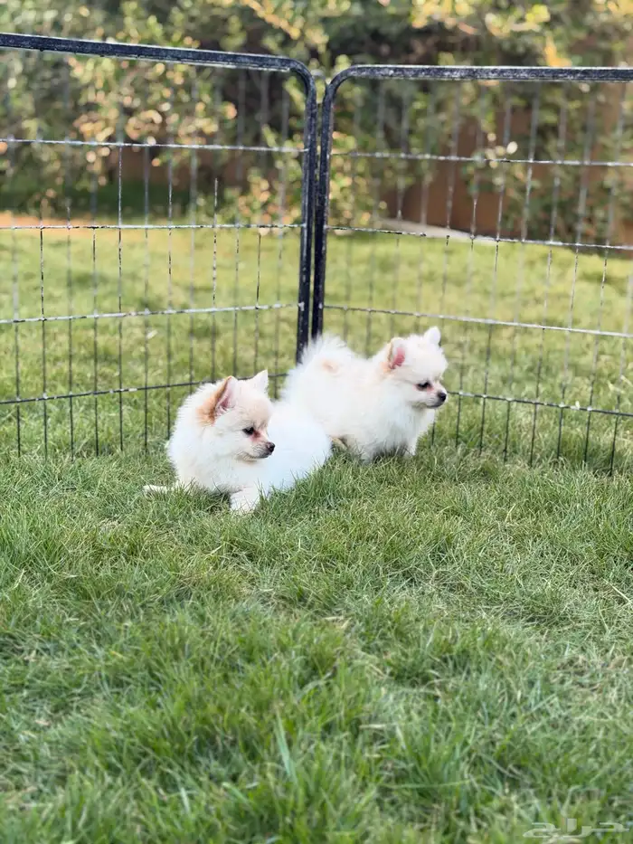 جراء بومرينيان سبيتز 5